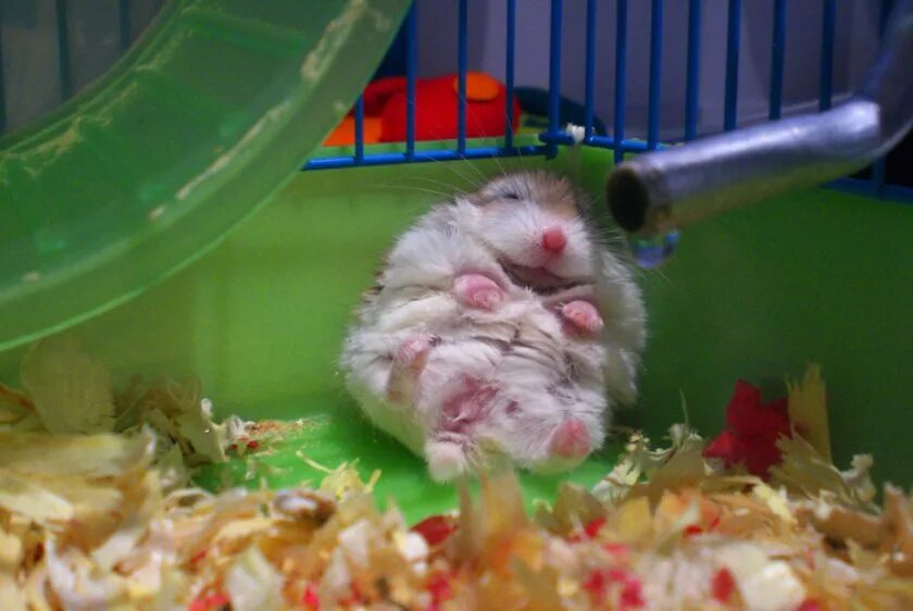 что делать если хомяк издает звуки