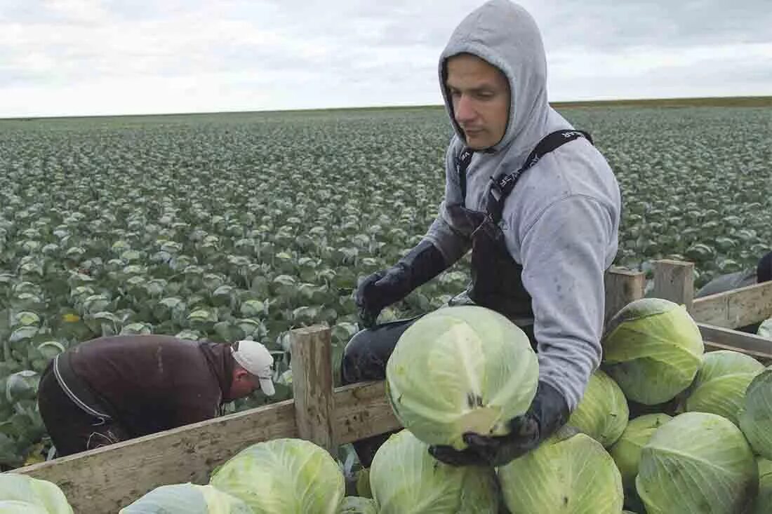 Сельское хозяйство. Agri-hr. Агро англия. Растениеводство в британии. Растениеводство великобритании.