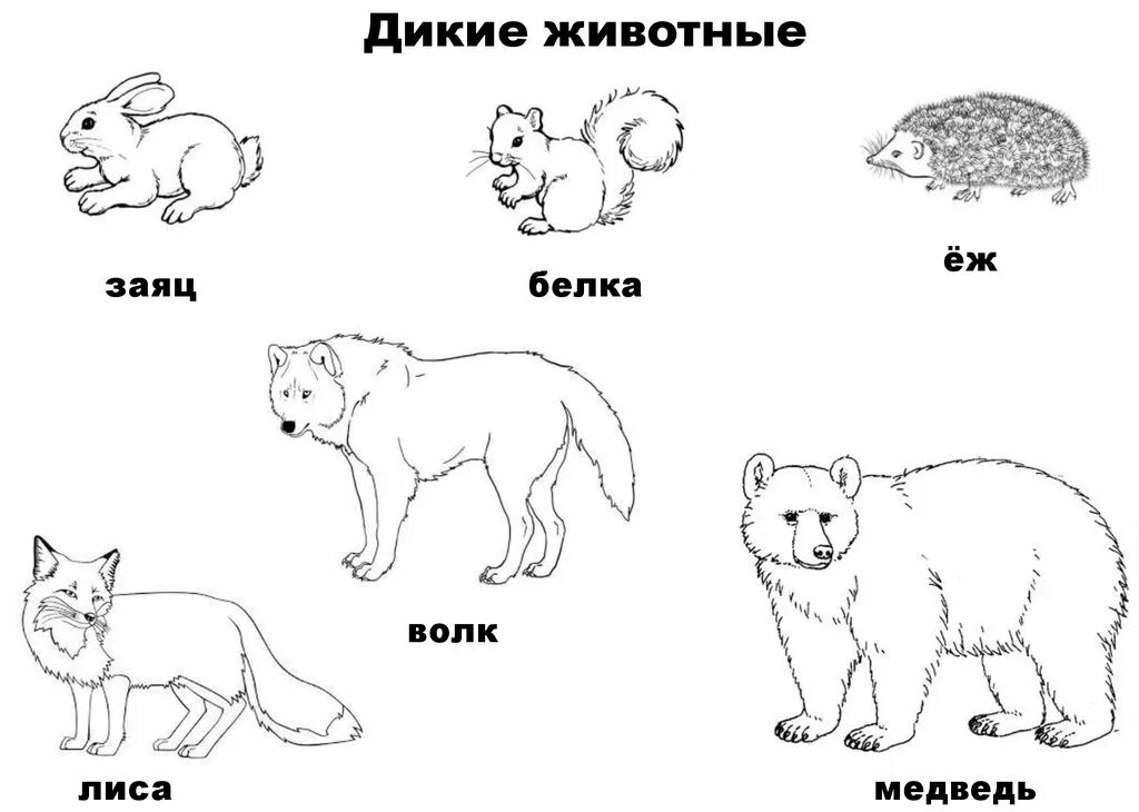 Животные легкие слова. Заяц волк медведь. Заяц лиса медведь волк белка. Раскраска волк лиса заяц. Дикие животные лиса волк медведь заяц.