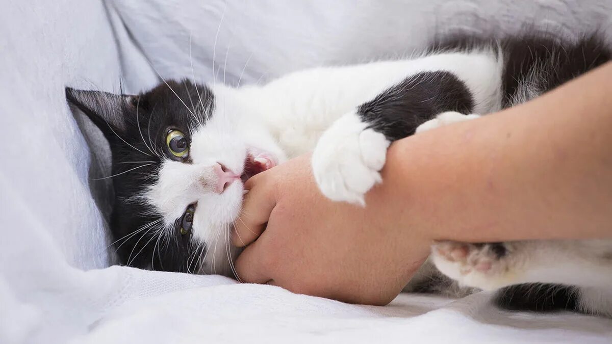 Кошка кусает. Кошка кусает руку. Кусачая кошка.