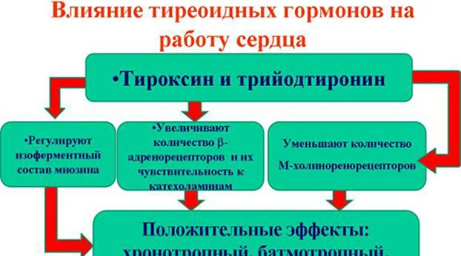 Эффекты тиреоидных гормонов на сердце. Влияние тироксина на деятельность сердца. Влияние тиреоидных гормонов на сердце. Влияние гормонов щитовидной железы на сердце.