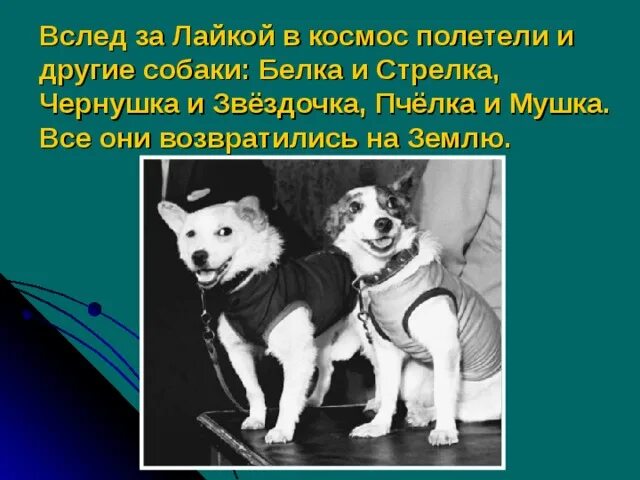 Как звали первую собаку