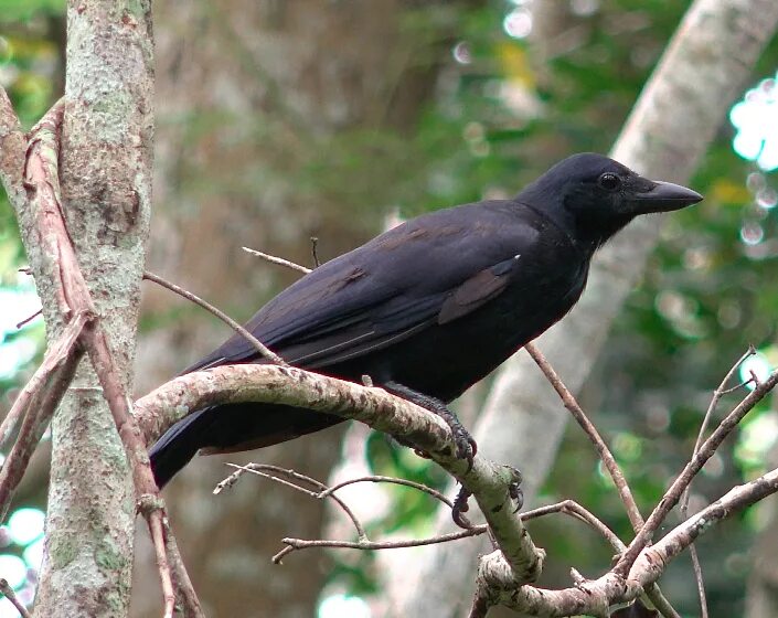 Новокаледонский ворон. Вороны corvus moneduloides. Сулавесский ворон. Новокаледонский ворон. Новокаледонский ворон умнейшая птица.