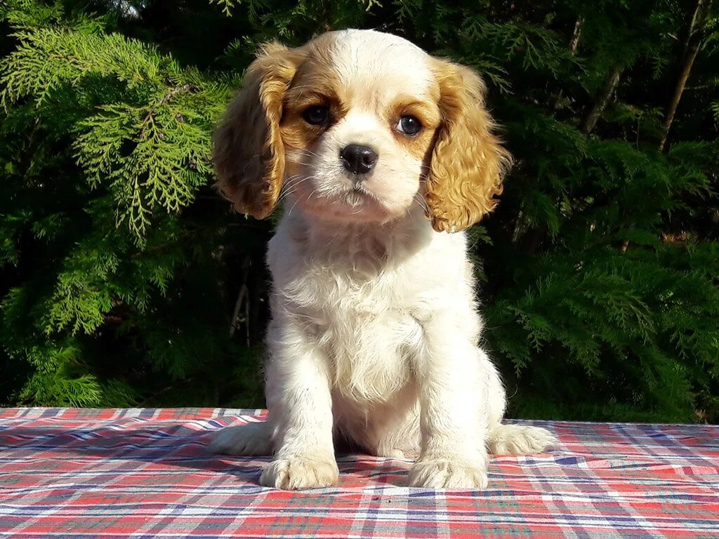 Кавалер чарльз спаниель мини. Кинг чарльз спаниель. Кинг чарльз спаниель бленхейм. Кокер спаниель кавалер. Кавалер кинг чарльз спаниель рубиновый.
