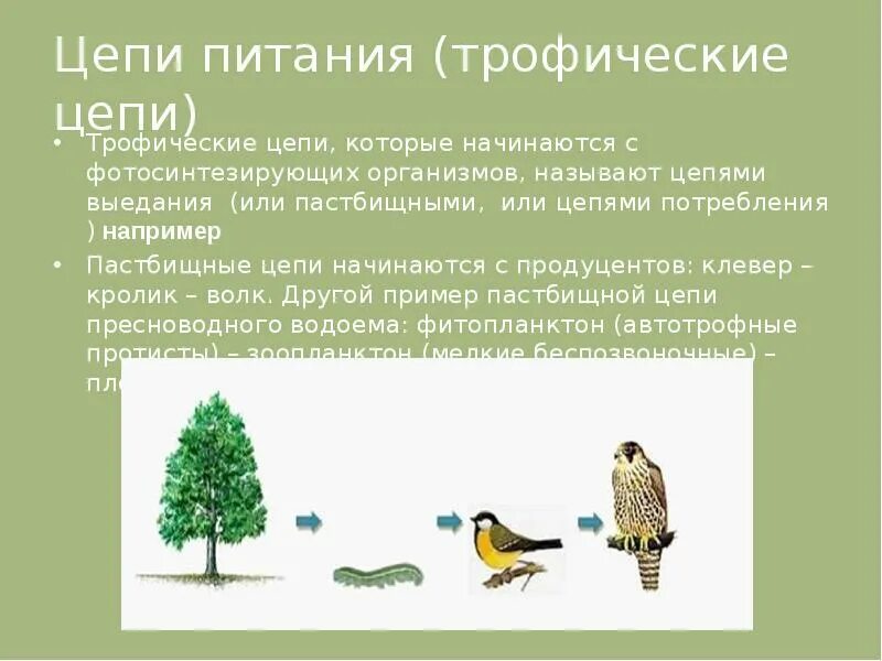 Клевер кролик волк черты сходства и различия. Трофическая цепь питания. Цепь питания трофическая цепь. Пастбищная трофическая цепь. Пастбищная цепь питания.