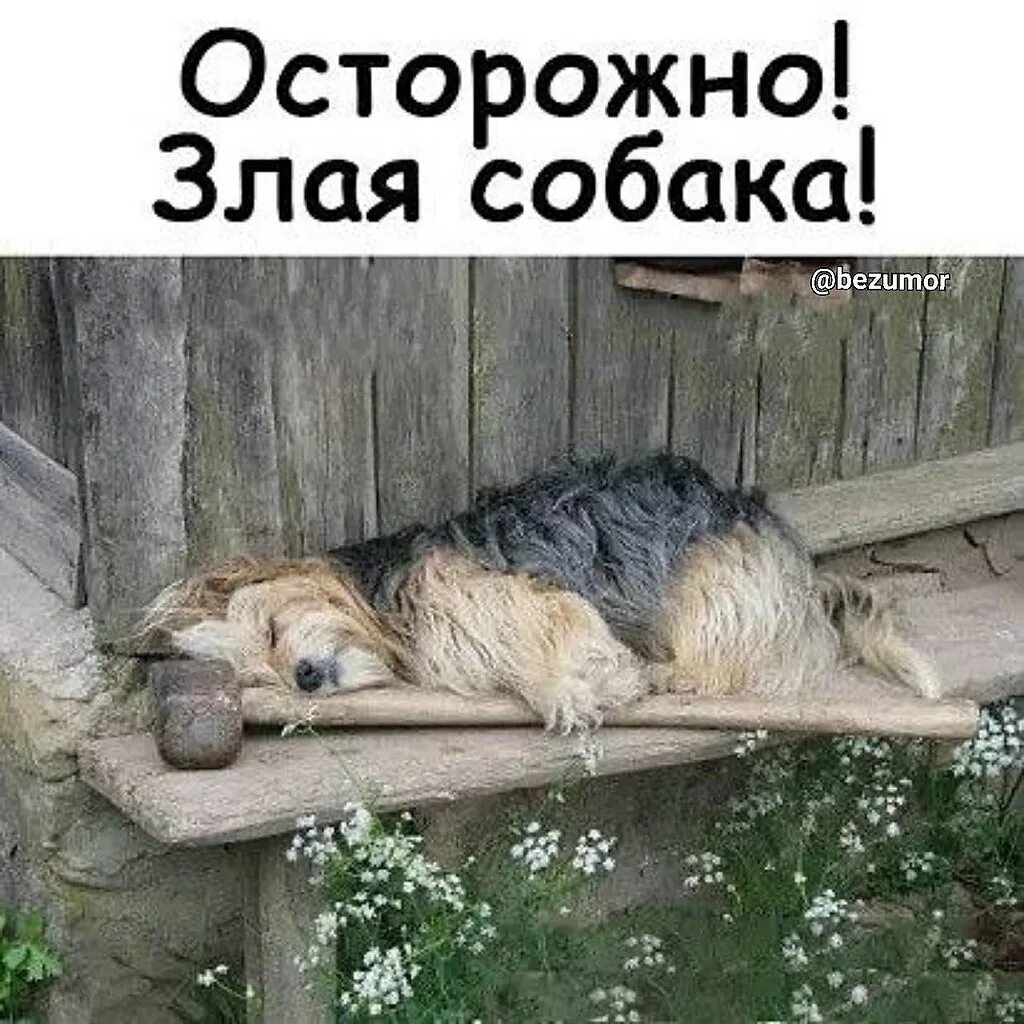 Собаки притихли оттого что никто