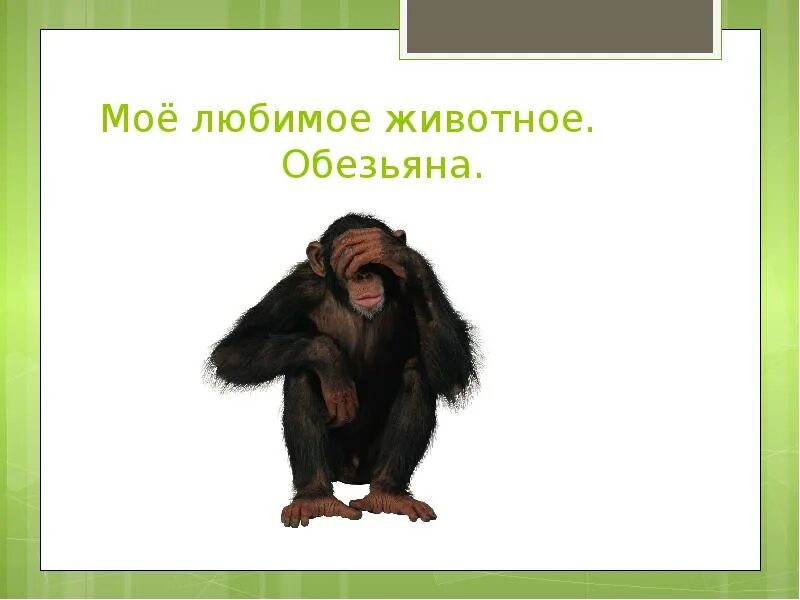 Обезьяна босс. Проект про обезьяну. Американские виргинские острова-обезьяны. Шимпанзе в очках. Проект monkey.