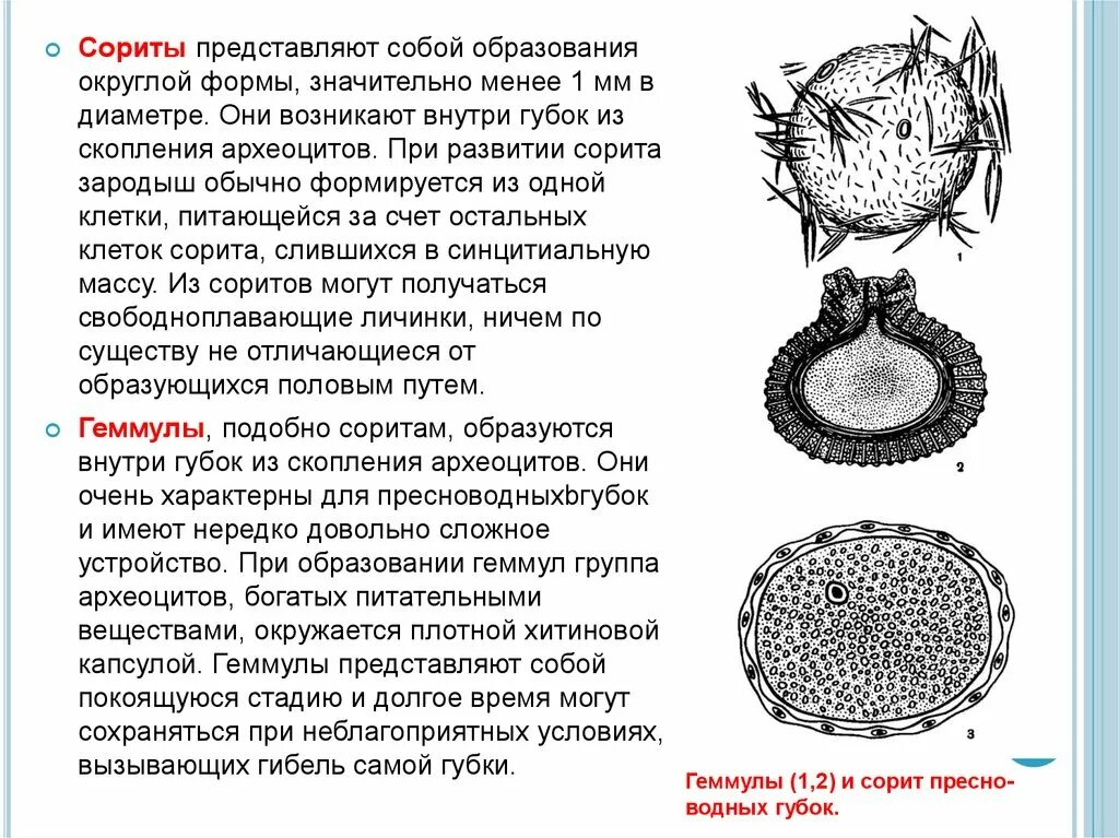 Структуры округлой формы. Образование молочной железы фиброаденома. Плазматические клетки гистология функции. Строение геммулы губки бодяги. Конструкции узлы сетчатый купол.