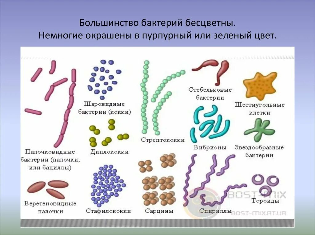 Сарцины бактерии. Строение и формы бактерий. Разные формы бактерий. Шаровидные формы бактерий.