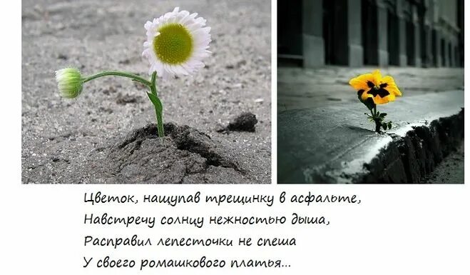 Цветы как жизнь
