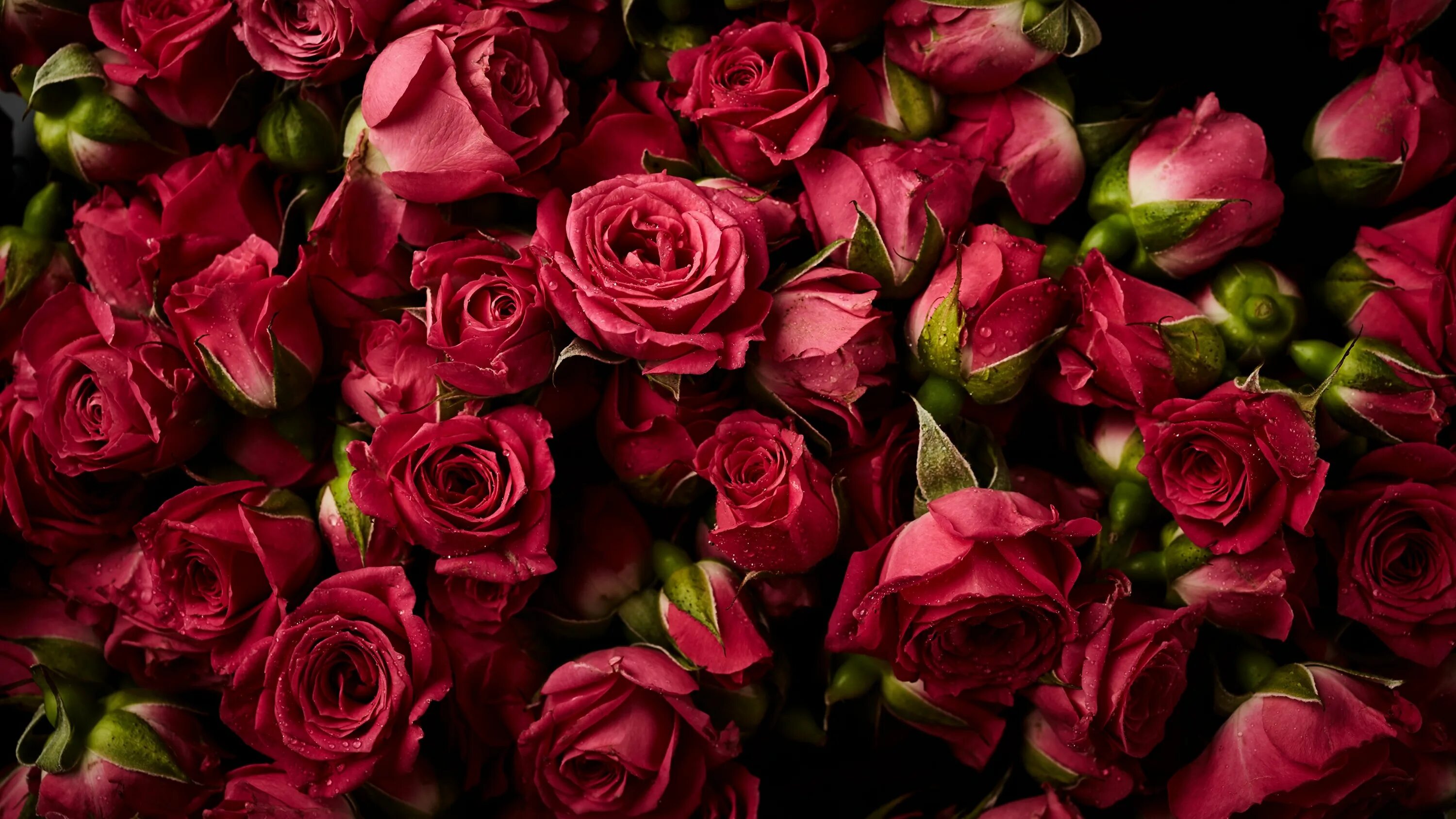 Rose background