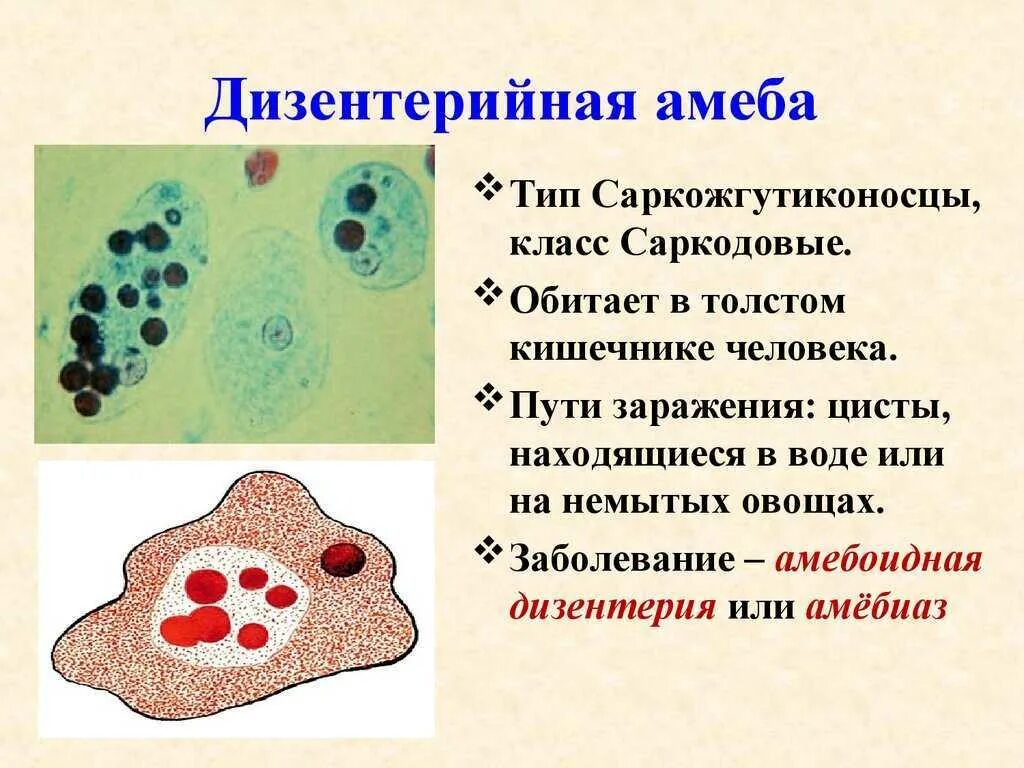 Понятно строение. Простейшие амеба дизентерийная строение. амёба дизентерийная среда обитания. дизентерийная амеба характеристика. дизентерийная амеба препарат.