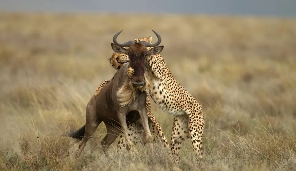 Хищники дикой африки видео. Хищник охотится. Хищные животные Танзании.