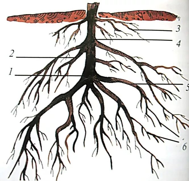 Надземные части корня. Корни черешни сбоку. Корневая система липы. Корневая система дуба обыкновенного. Корень тополя.
