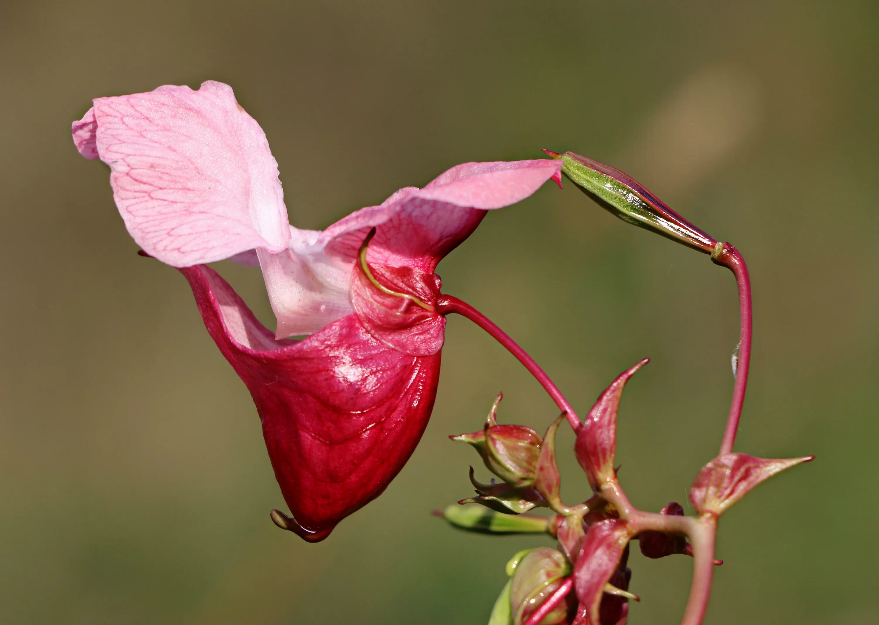 Цветок Impatiens glandulifera. Impatiens glandulifera – бальзамин. Цветок недотрога железистая. Бальзамин железконосный.