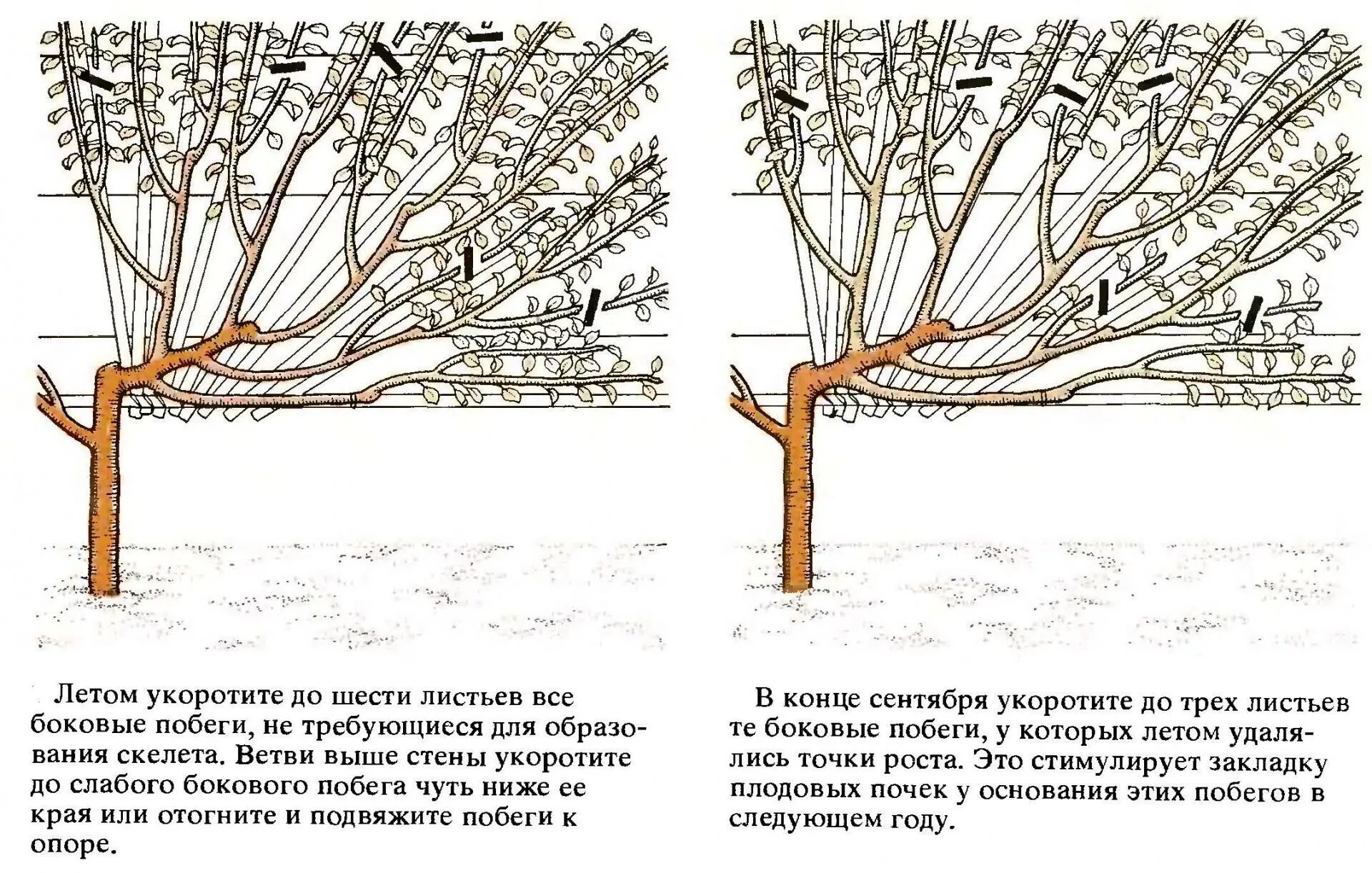 Формирование черешни. Формировка черешни кустом. схема формировки черешни. формировка черешни испанский куст. австралийский куст формировка черешни схема.