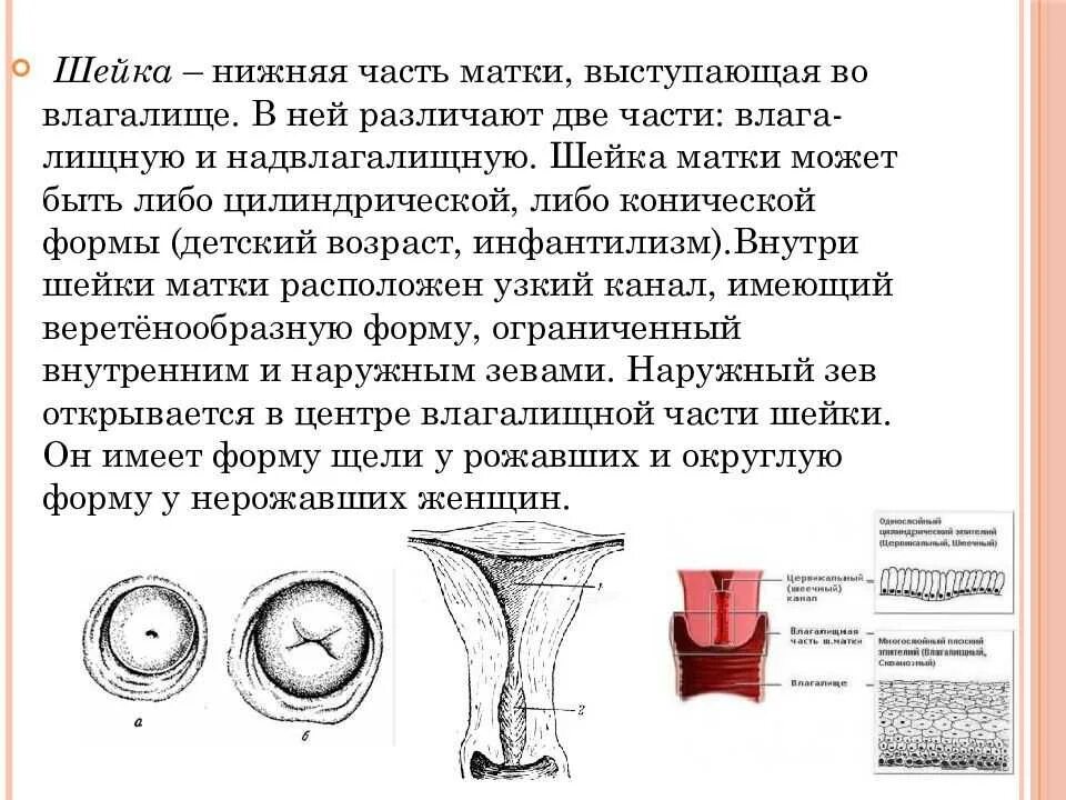 Шейка размер. Формы шейки матки коническая и цилиндрическая. коническая и цилиндрическая шейка матки. шейка матки конической и цилиндрической формы формы. коническая форма шейки шейки матки.