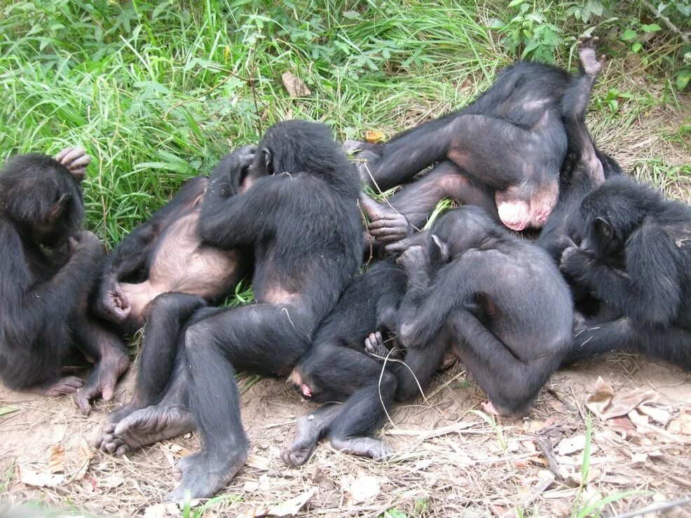 Бонобо спаривание. Спаривание шимпанзе. Шимпанзе бонобо спаривание. Спаривание горилл.