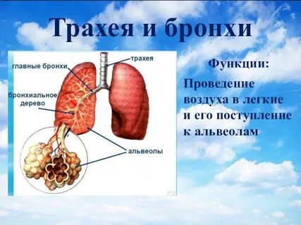 Функции бронхов