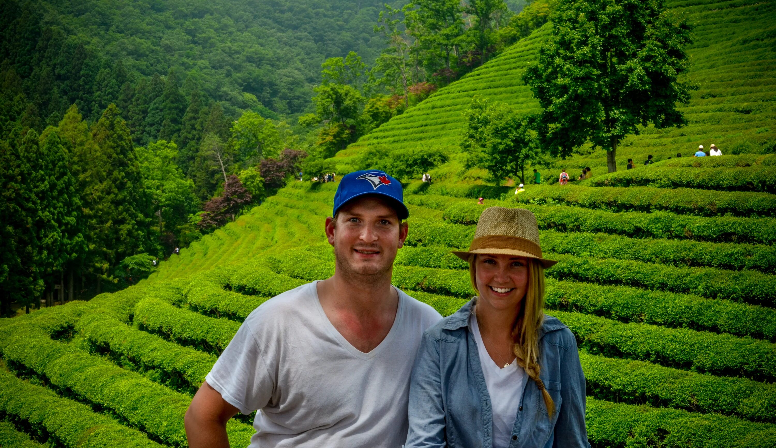 Tea fields. Чай tea field. чайные луга. greentea peng. beautiful tea fields.