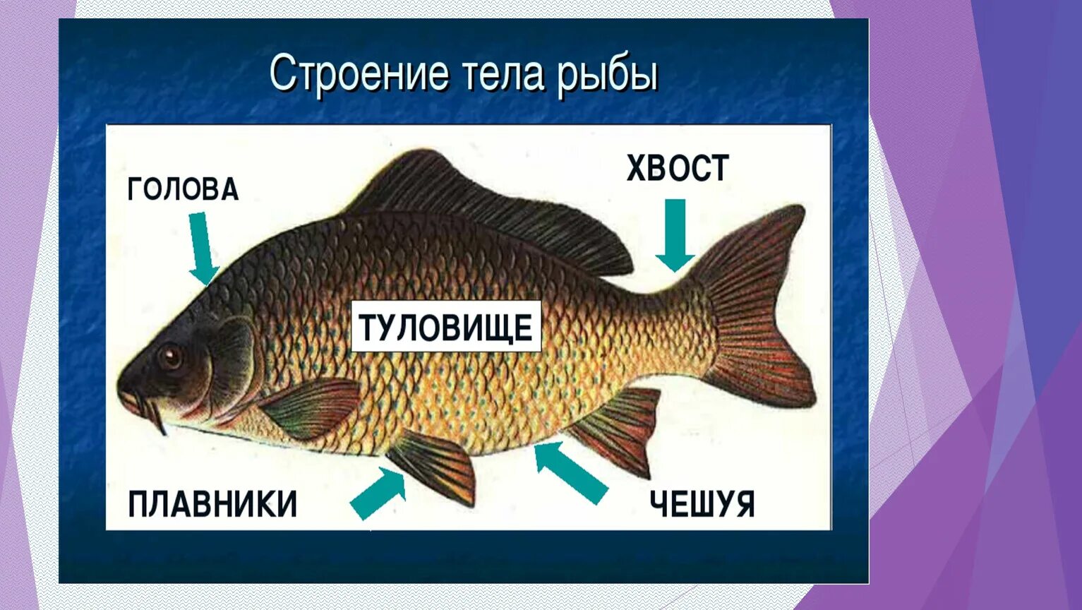 Карп класс рыбы. Части тела рыбы. Строение рыбы для детей. Строение тела рыбы. Строение рыбы для дошкольников.