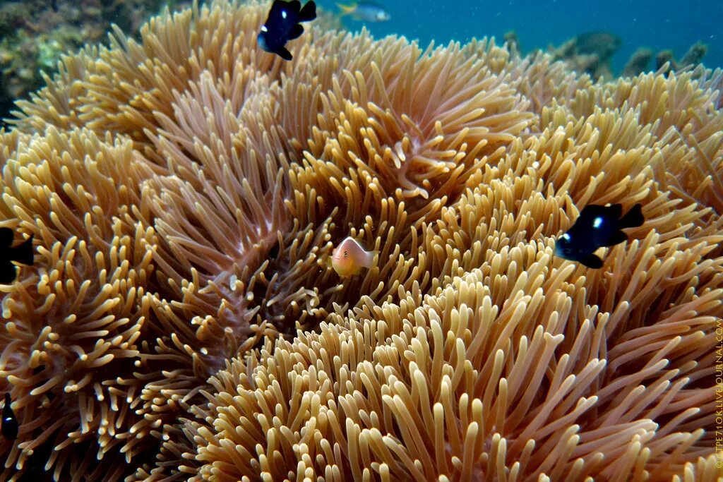 Актинием 225. Актиния кенни. Phymanthus crucifer. Актиний как выглядит химический. Уран торий актиний.