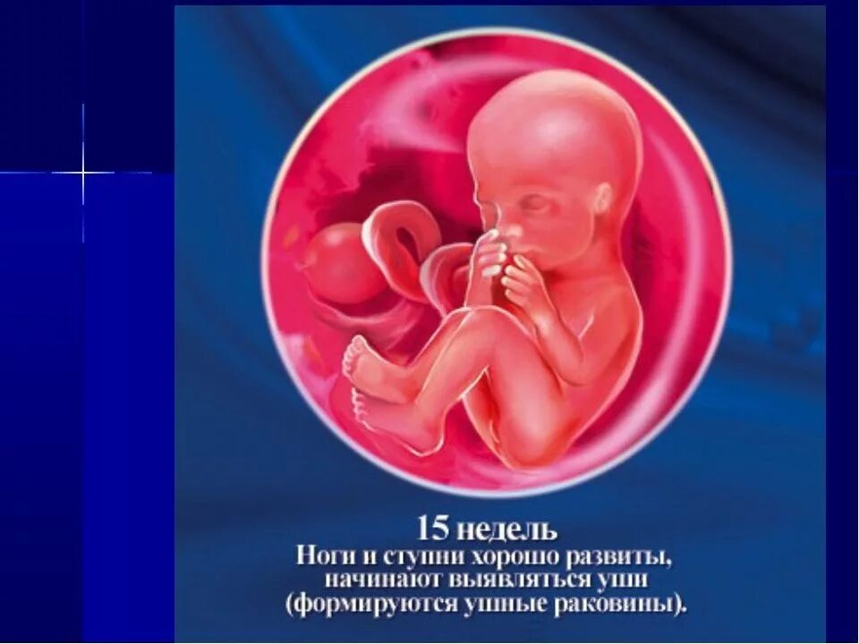 Беременность 15 недель развитие плода и ощущения. Эмбрион на 15 неделе беременности. плод ребенка на 15 неделе беременности. зародыш ребёнка в 15 недель беременности.