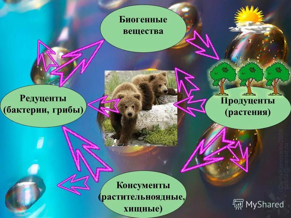 Почвенные бактерии редуценты. Бактерии редуценты и продуценты. Бактерии редуценты и продуценты. Микроорганизмы-продуценты это. Бактерии редуценты и продуценты.