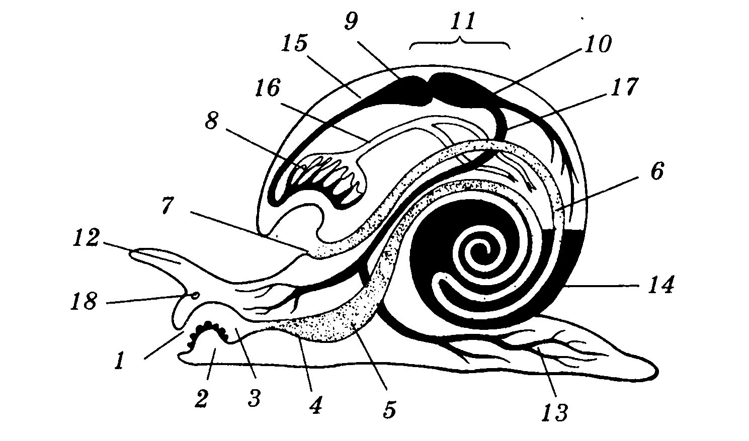 Схема внутреннее строение моллюсков. Внутреннее строение улитки прудовика. Строение брюхоногого моллюска внутреннее строение. Строение брюхоногого моллюска рисунок. Разбор улитки