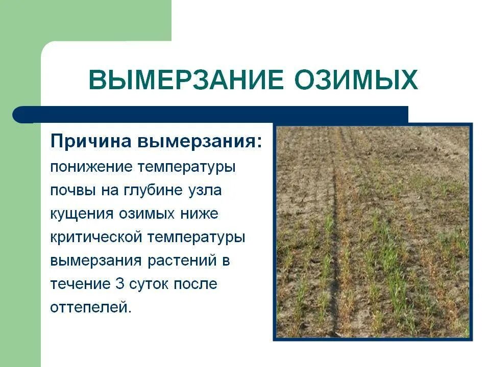 Что такое оземь озимь. Озимые посевы. Причины вымерзания растений. Озимый лук. Весенний чеснок.