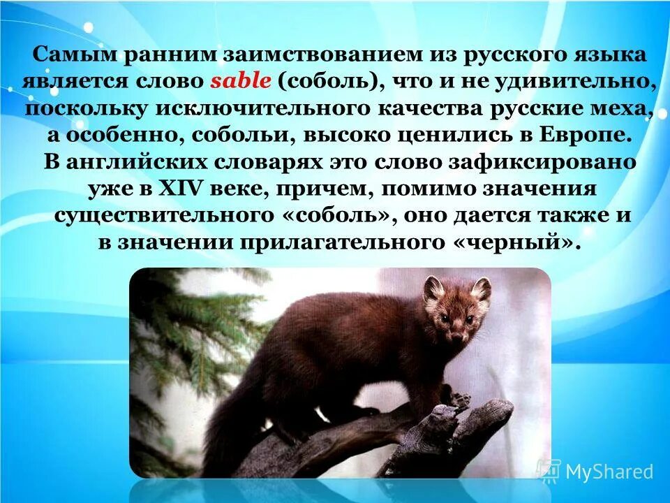 интересные факты про соболя