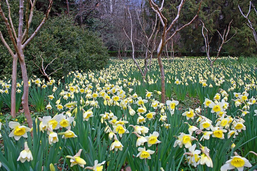 Нарциссы в апреле. Железноводск нарциссы. нарцисс брандушковый. поле нарциссов закарпатье. нарциссы в израиле.