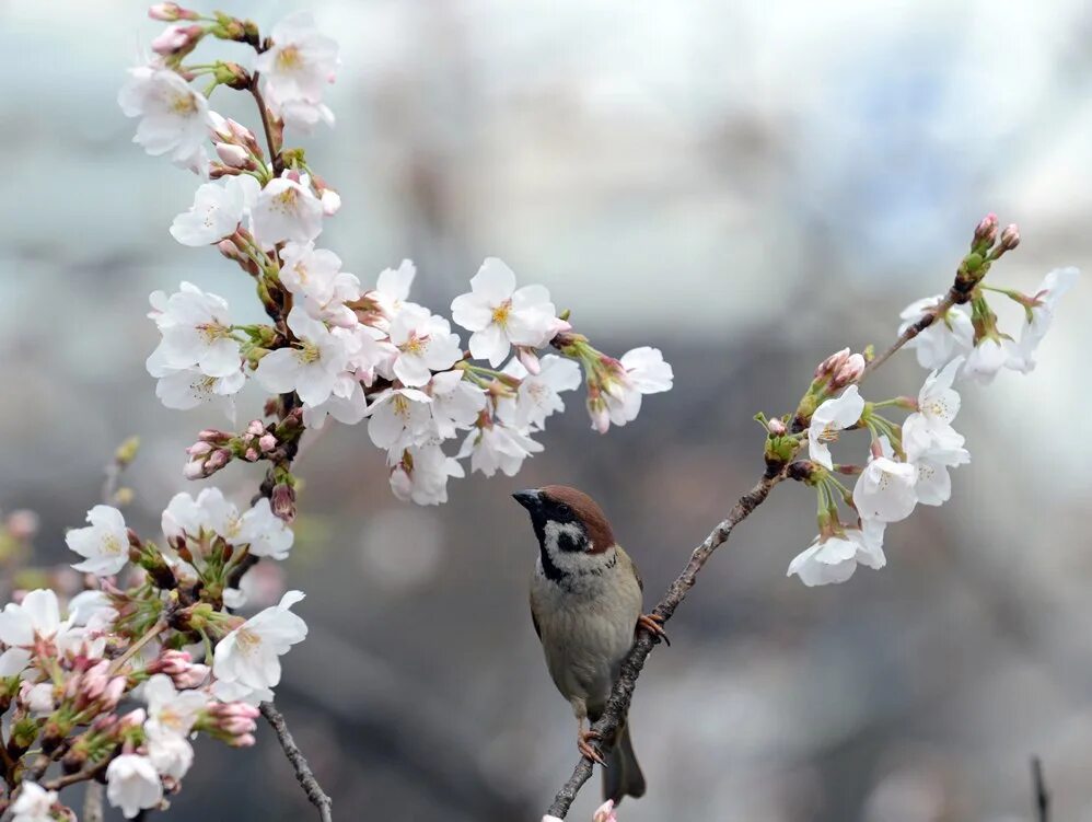 Птицы поющие в апреле. Весенние птички.