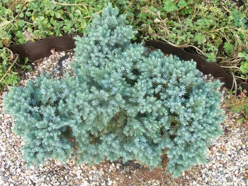 Juniperus horizontalis 'Glacier' Creeping Juniper Conifer Kingdom