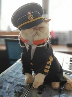Кот матрос магазин для животных