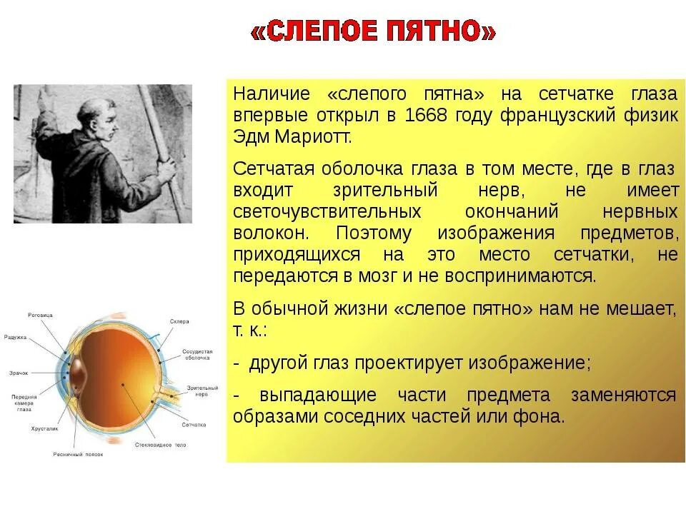 Обнаружение слепого пятна практическая. Слепое пятно глаза строение и функции. Строение и функции желтое пятно и слепое пятно. Строение глаза слепое пятно. Сетчатка слепое пятно функции.