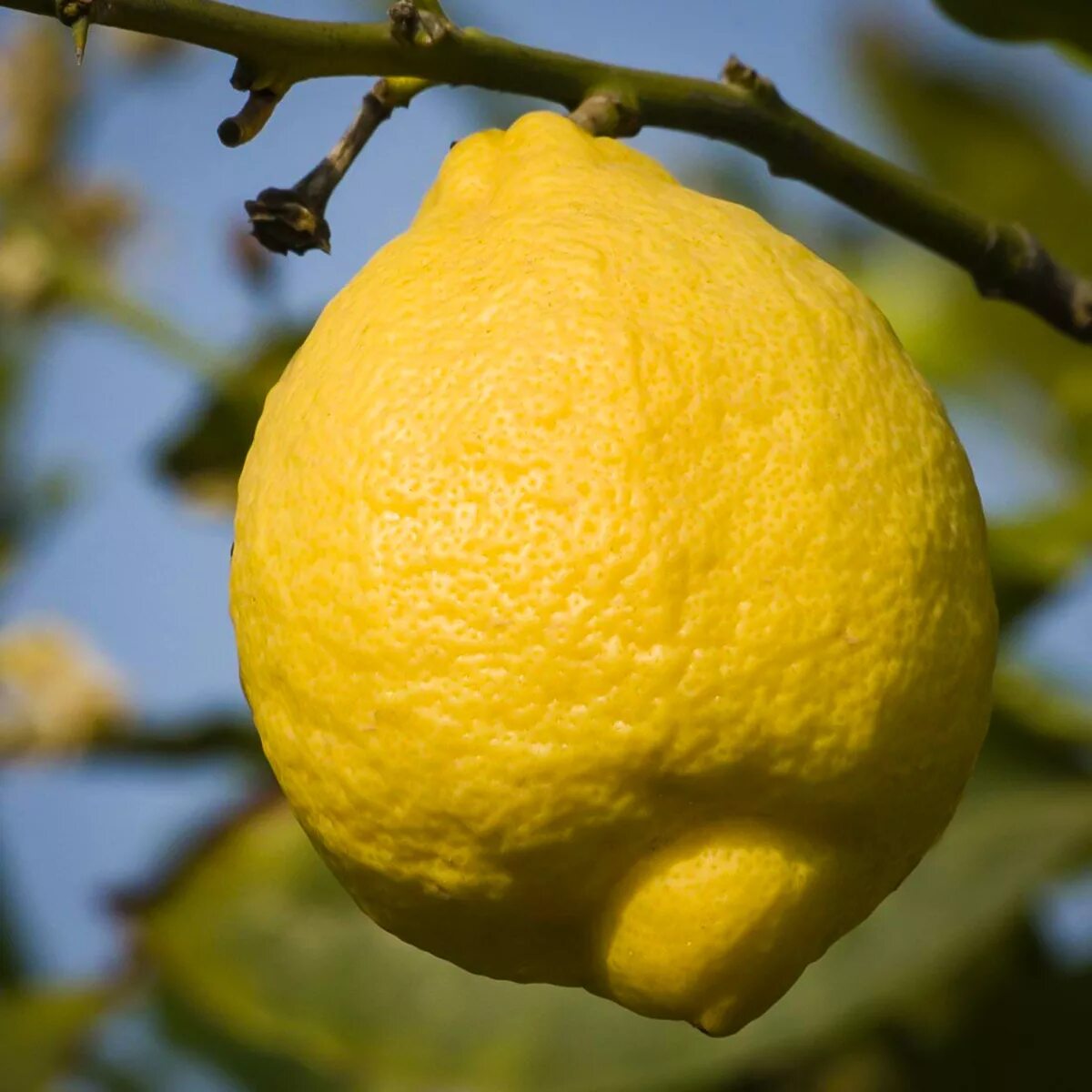 Гибрид лимона как называется. Лимон Пандероза. Лимонное дерево Пандероза. Сорт лимона Пандероза. Лимон Пандероза цветы.