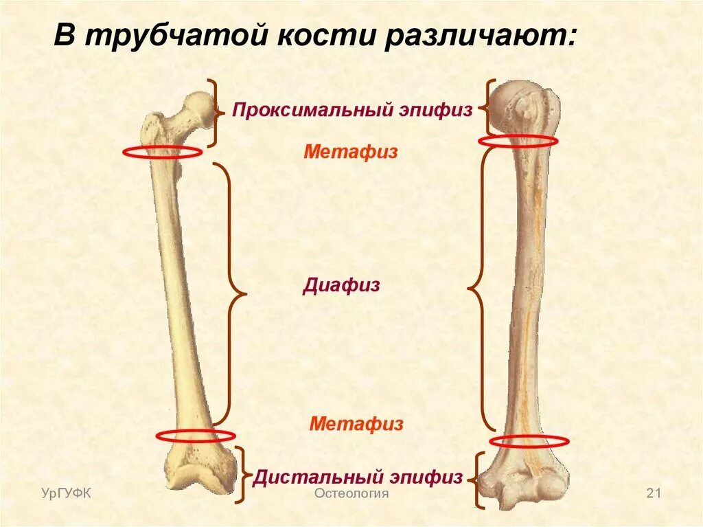 Бедренная кость Апофиз метпфиз. Трубчатую кость диафиз. Бедренная кость кость метафиз. Строение кости диафиз эпифиз.
