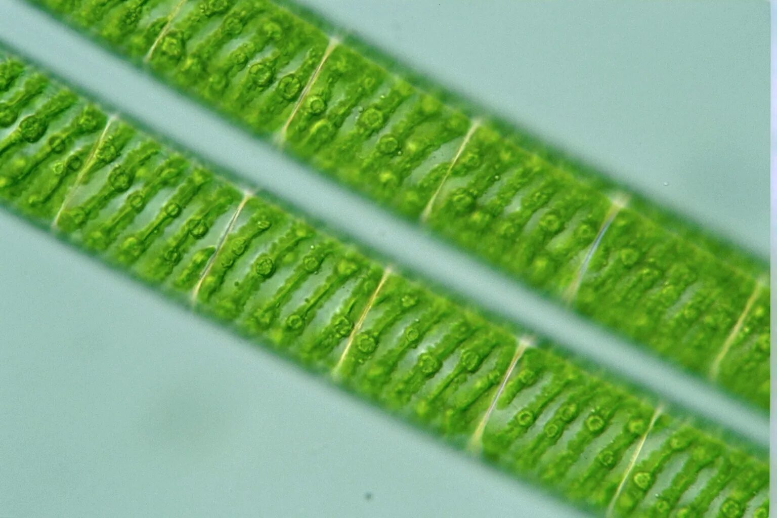 Спирогиру относят к. Spirogyra водоросль. Нитчатая водоросль спирогира. Зеленые водоросли спирогира. Спирогира ламинария.