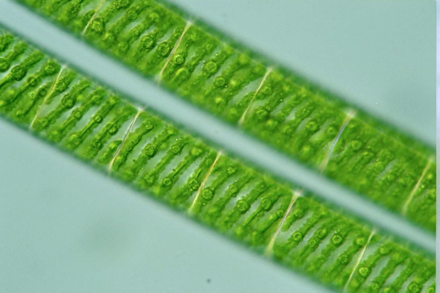 Спирогира представитель. Spirogyra водоросль. Нитчатая водоросль спирогира. Зеленые водоросли спирогира. Спирогира ламинария.