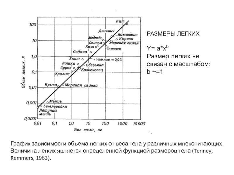 Зависимость объема легких от веса