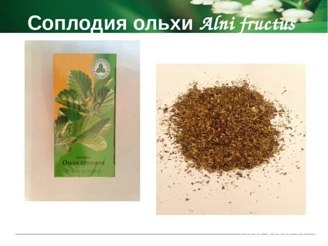 шишки ольхи аптека. соплодия ольхи препараты. ольха аптека. ольха аптека. ольха серая препараты.