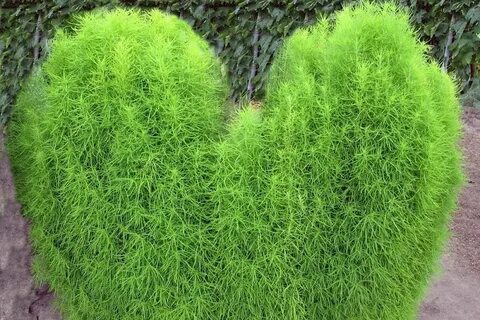 Кохия в открытый грунт