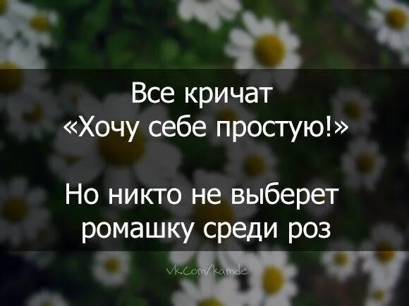 Если хочешь закричи. Статусы про ромашки. Цитаты простые про ромашку. Хочется ромашек. Ромашка среди роз цитата.