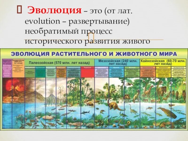 Как называют процесс исторического развития живой природы. Эволюция растений и животных.