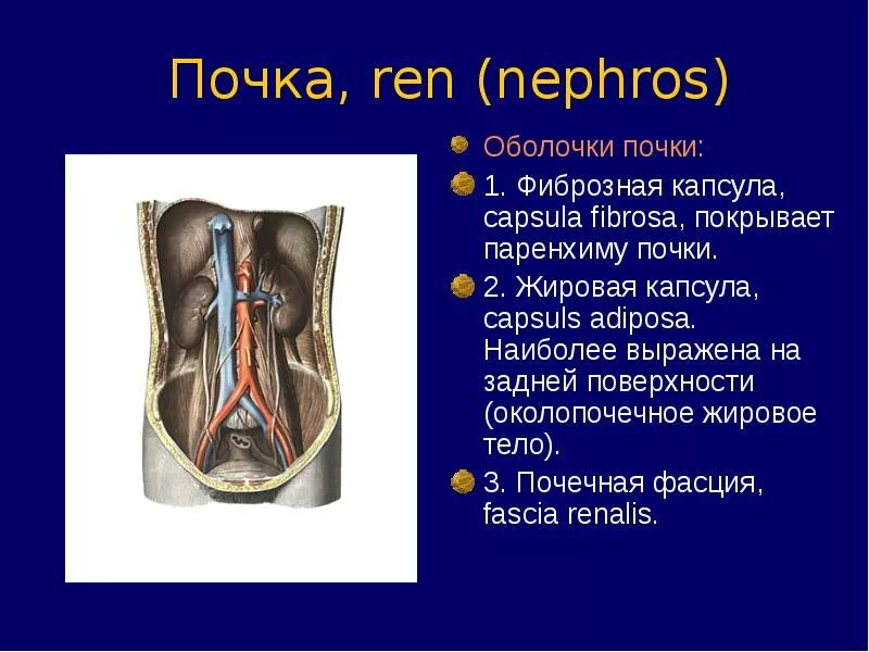 Какую функцию выполняет фиброзная оболочка почки. Функция жировой капсулы почки. оболочки почки. функции оболочек почки. функция фиброзной оболочки почки.
