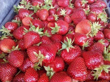 Урожайность клубники джоли
