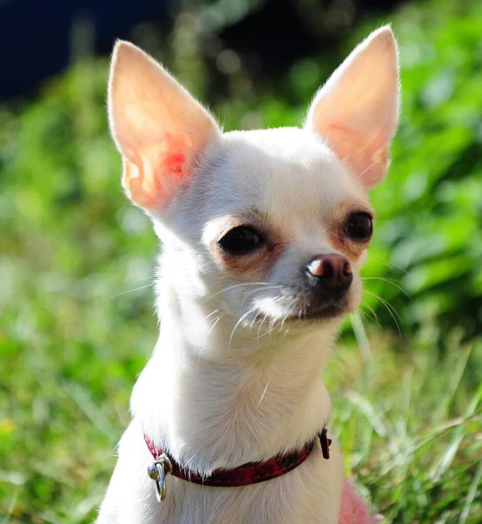Чихуахуа в профиль. Чихуахуа 2 года. Порода собак чихуахуа чихуахуа. Чихуахуа 2 года. 1 чихуа 2 чихуа.