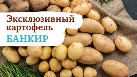 Картофель фламинго описание сорта фото отзывы где
