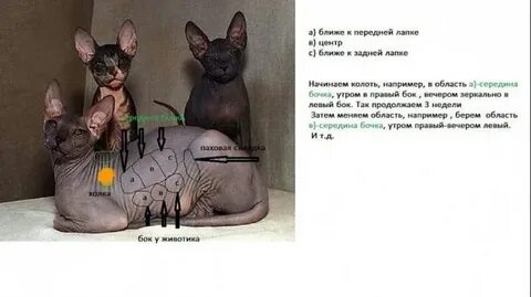 Вес котенка сфинкс